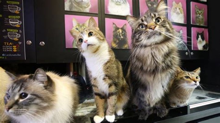 A Day to Consider Russian Cats