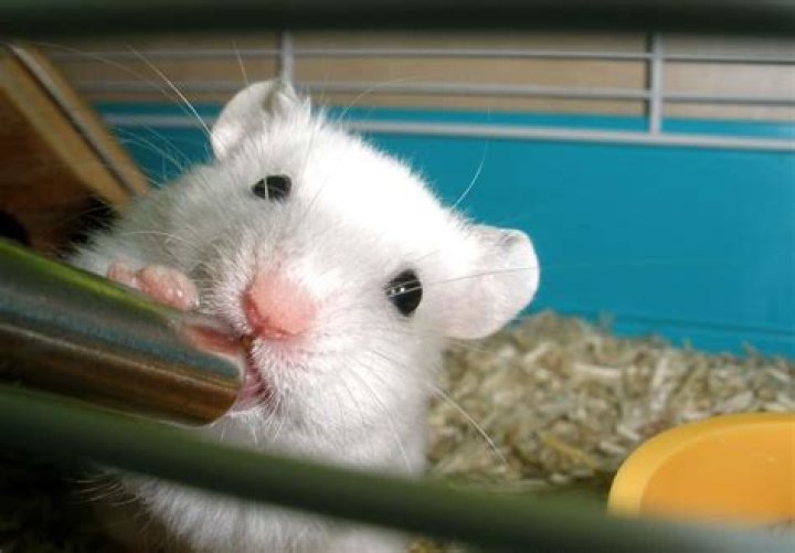 Comment rafraichir son hamster