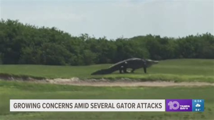 Experts believe Florida alligator attacks stem from feeding them