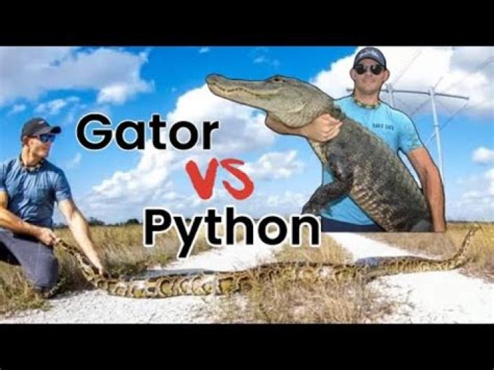 Gator vs. python | wtsp.com