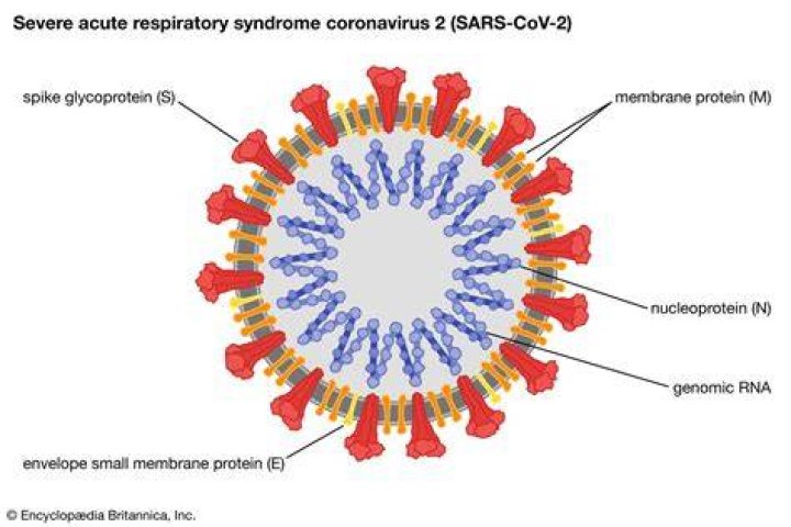 What is coronavirus and COVID-19?